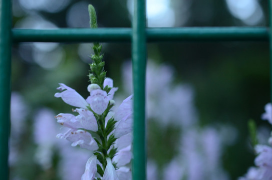 围栏里的龙头花