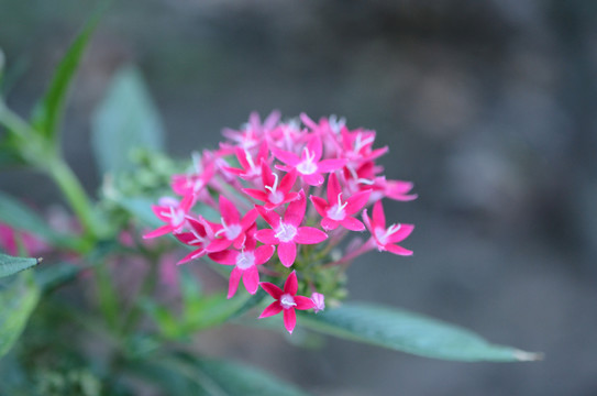 草本仙丹花