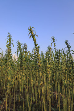 芝麻植物