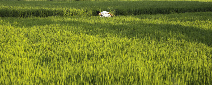 在稻田除草的农民