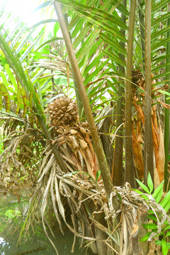 越南湄公河上的水椰和果实