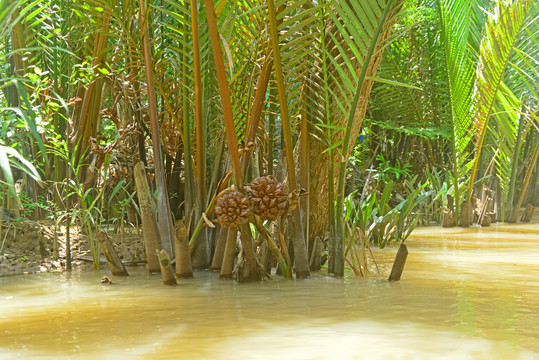 越南湄公河上的水椰和果实