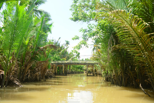越南槟知省湄公河上生长的水椰树