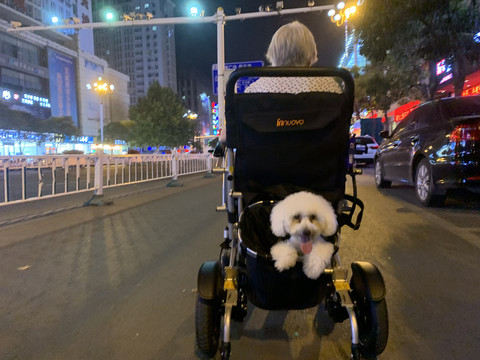 比熊犬