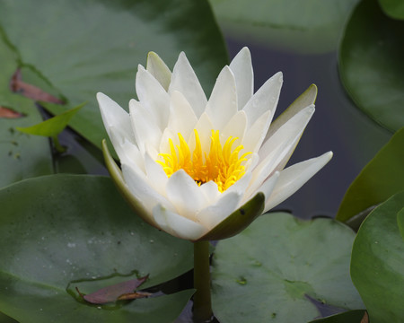 莲花