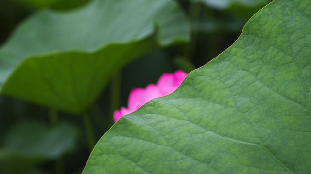 荷花