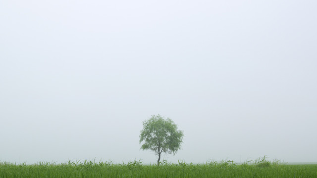 树