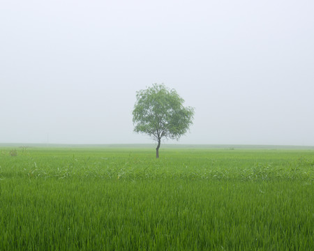 孤树