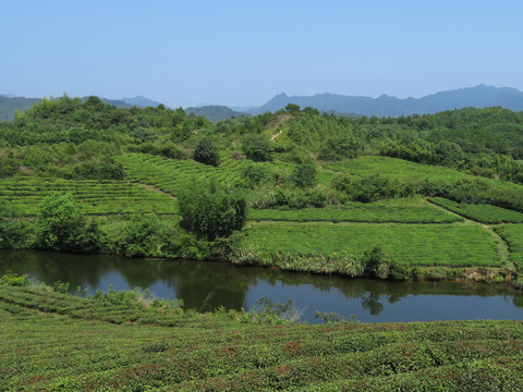 建德之江茶园