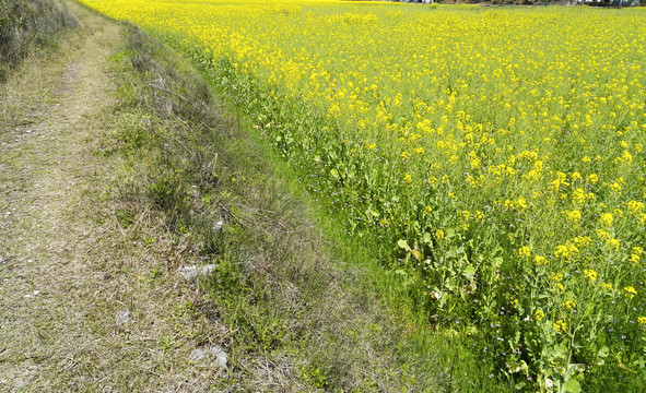 乡村田园风景油菜花特写