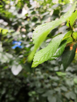 雨中