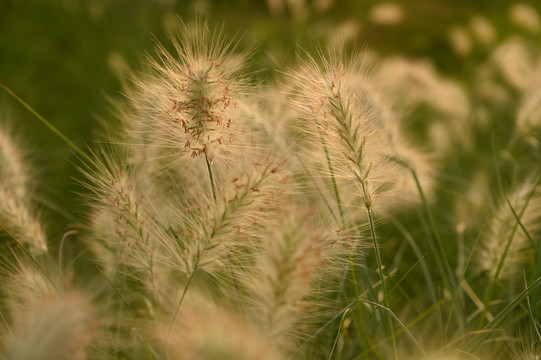 狗尾草