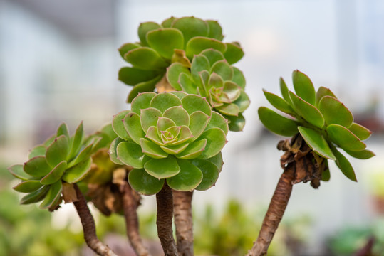 多肉植物