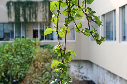 藤蔓植物