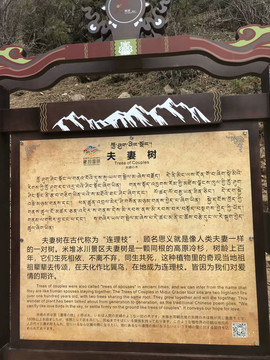 西藏夫妻树介绍