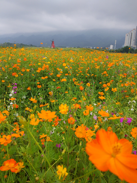 花海