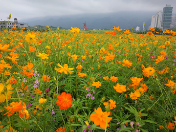 花海