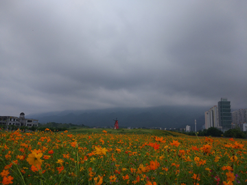 花海