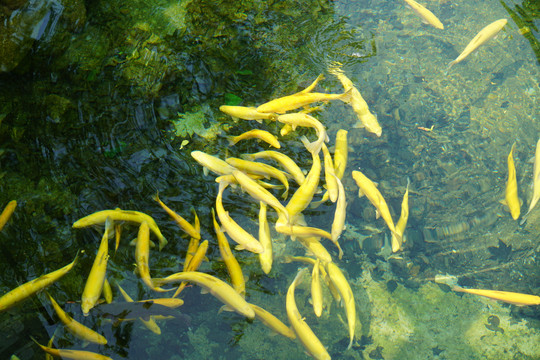水中的金鳟鱼群