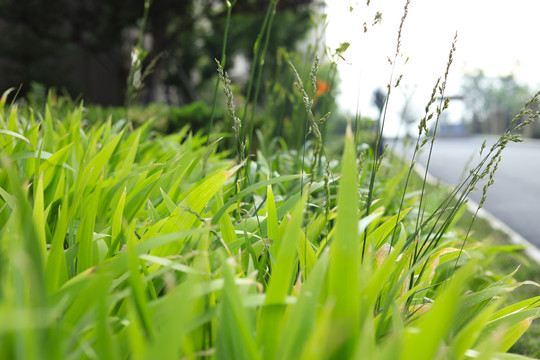 绿色的小草