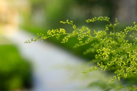 珍珠梅花苞