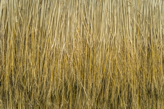 稻草背景
