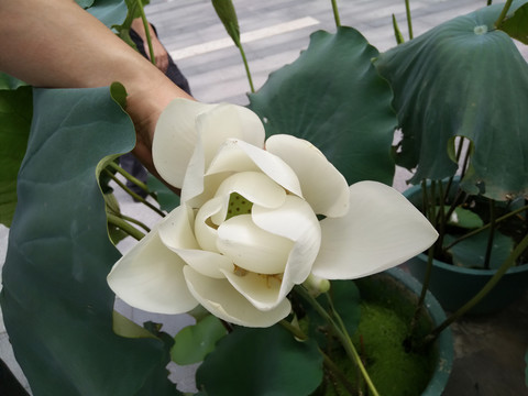 莲花