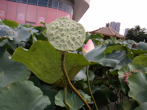莲花