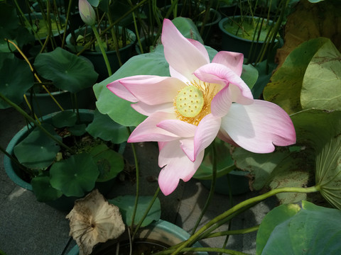 莲花
