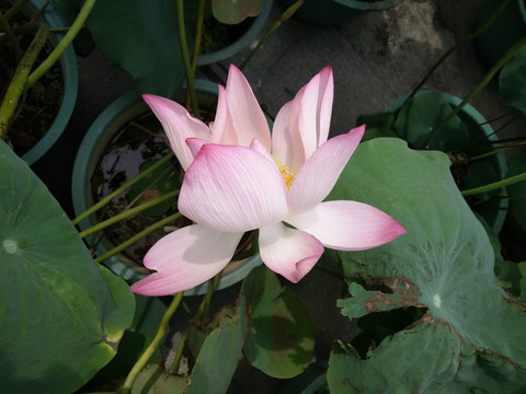 莲花