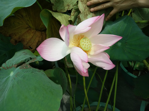 莲花