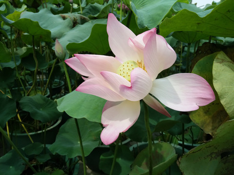莲花