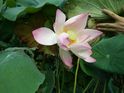 莲花