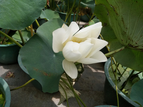 莲花