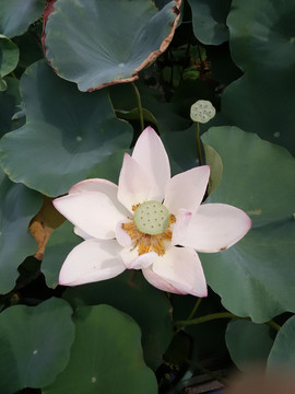 莲花