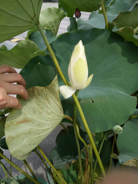 莲花