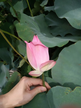 莲花