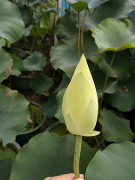 莲花