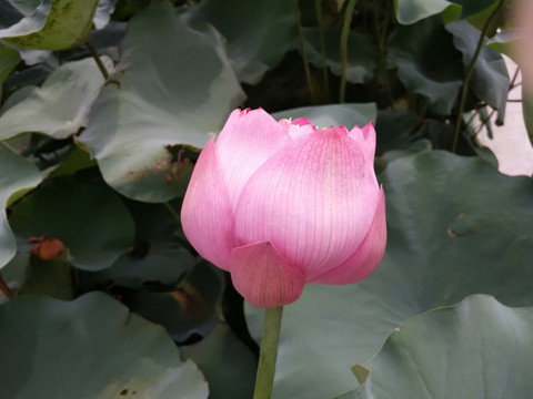 莲花