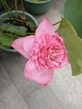 莲花