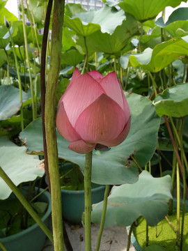 莲花