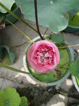莲花