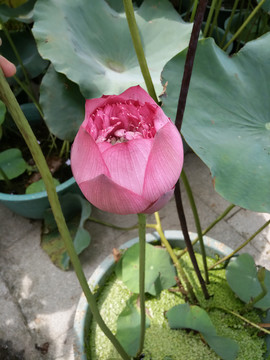 莲花