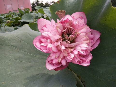 莲花