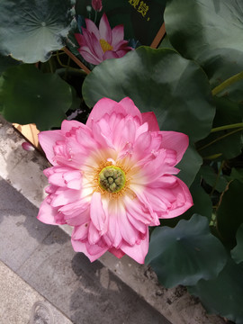 莲花