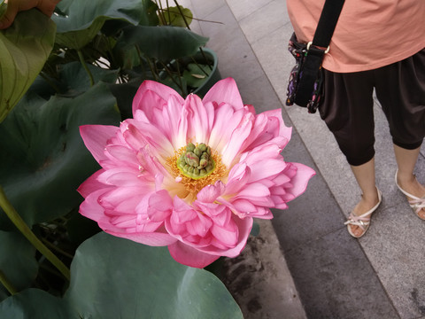 莲花