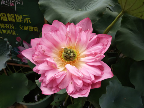 莲花