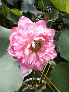 莲花