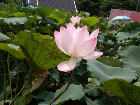 莲花