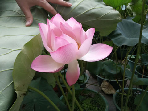 荷花